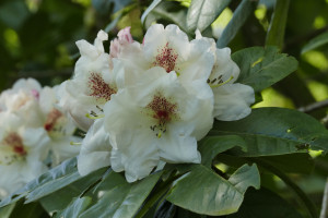 Rhododendron Maharani   